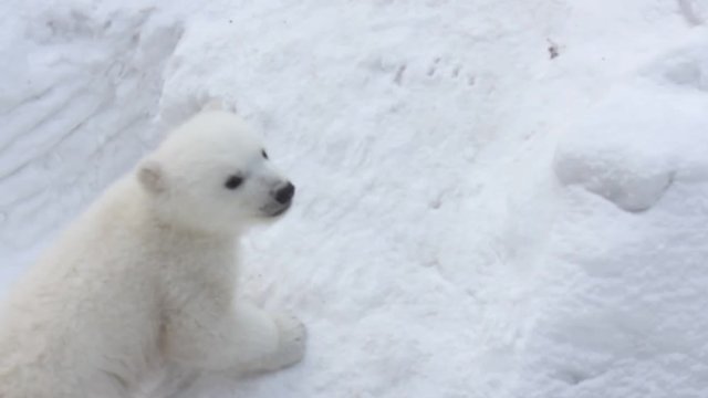 Polar bear with cubs on snow.  Polar bear mom with twins. 