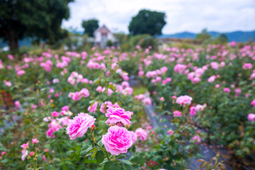 Obraz premium Rose garden