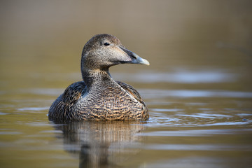 Common eider