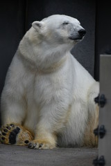 Fototapeta premium 動物園