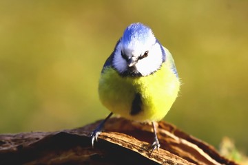 blaumeise