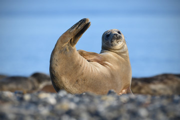 Grey seal
