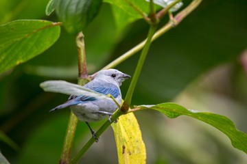 Blue-gray Tanager (Thraupis episcopus)