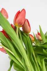 Close-up photo of tulips. Perennial herbaceous bulbous plants of the lily family, on a white background.