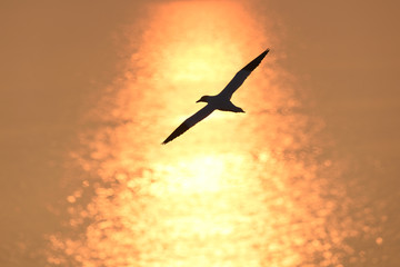 Northern gannet flying at sunset