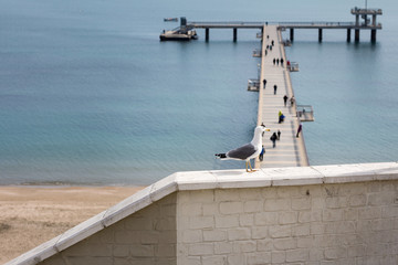 Seagull watching the bridge