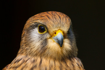 Common Kestrel (Falco tinnunculus)