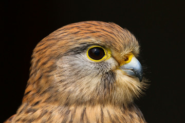 Common Kestrel (Falco tinnunculus)