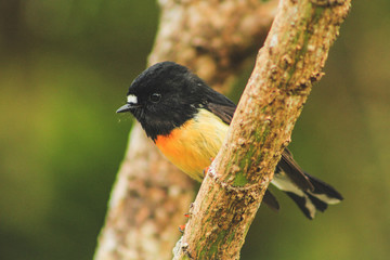 Male tomtit, South Island subspecies, native New Zealand bird sitting in tree on Bluff Hill