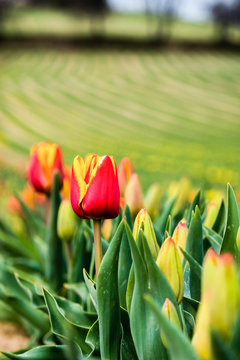 tulip south france french