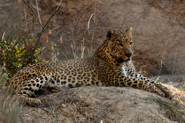 The leopard is one of the five extant species in the genus Panthera, is a member of the Felidae. Compared to other wild cats, the leopard has relatively short legs and a long body with a large head. I