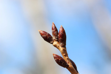 Spring tree buds