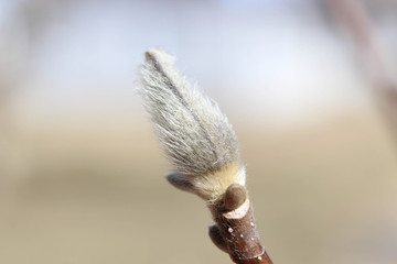 spring tree bud