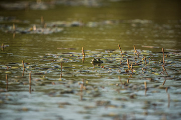 green frog eyes
