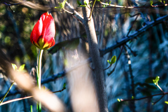 tulip south france french
