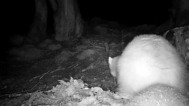 Steinmarder sucht nach Nahrung nachts im Wald
