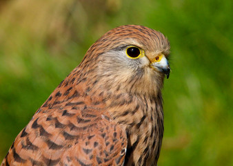 Common Kestrel (Falco tinnunculus)