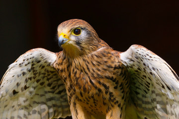 Common Kestrel (Falco tinnunculus)