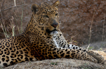 Fototapeta na wymiar The leopard is one of the five extant species in the genus Panthera, is a member of the Felidae. Compared to other wild cats, the leopard has relatively short legs and a long body with a large head. I