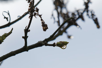 Ast mit Blüten als Makro im Regen mit Regentropfen und blauem Hintergrundbokeh