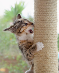 Crazy cat kitten, European Shorthair, playing boisterously with a scratching post and practicing fighting maneuvers