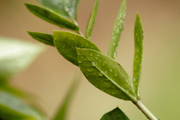 Ast mit grünen Blättern als Makro im Regen mit Regentropfen