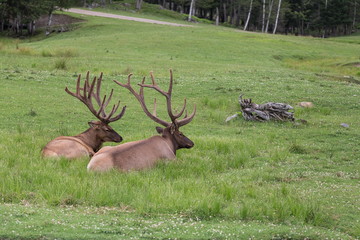 Two beautiful large red deer stags lying down in profile in grassy field with trees in the background