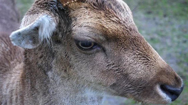 Close-Up of the Head of a Male Fallow Deer Buck