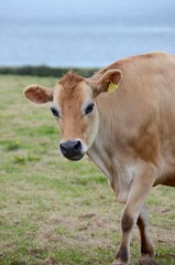 Naklejka na ściany i meble Jersey cow in a field