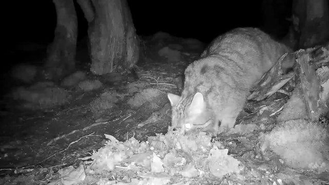 Europ&auml;ische Wildkatze, nachts, Eifel, Freilandaufnahme