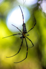 Close-up of a mysterious spider net. spider webs, Sensitive Focus