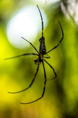 Close-up of a mysterious spider net. spider webs, Sensitive Focus