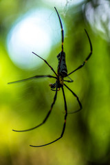 Close-up of a mysterious spider net. spider webs, Sensitive Focus