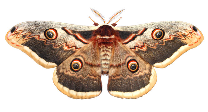 Moth, Saturnia pyri, the Giant Peacock moth, Great Peacock moth, Giant Emperor moth or Viennese emperor (Lepidoptera: Saturniidae). Isolated on a white background