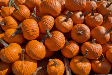 autumn harvest, a lot of pumpkin on the counter, the market.