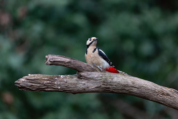 Great Spotted Woodpecker, Dendrocopos major