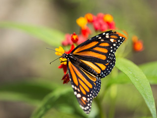 Monarch butterfly on yellow and red flowers with soft focus background