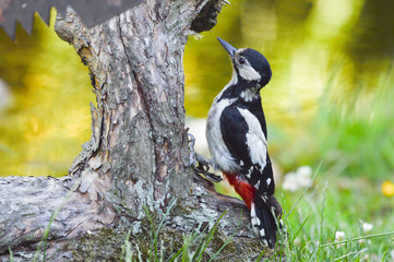 Woodpecker