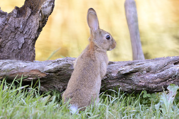 Bunny in the field