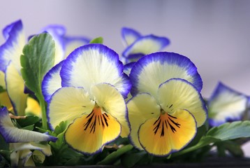 Flowers Pansies close-up