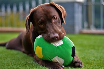 Cute labrador puppy in green grass on a summer day with ball