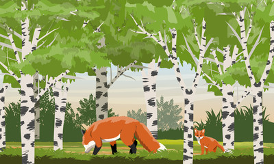 Red fox in a birch grove. Wild animals of the forest. Animals of Europe and America. Realistic Vector Landscape