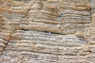 Pigeons on the rocks