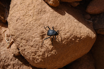 Black beetle on red rock in Wadi Rum desert in Jordan