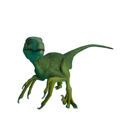 Obraz premium dakotaraptor looking for food on white background