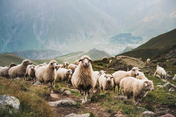 Obraz premium Flock of sheep in Georgian mountains, close up, looking directly into camera