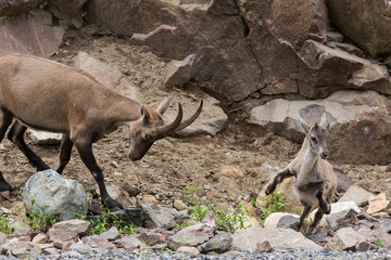 Female alpine ibex in profile and young jumping with front legs in the air