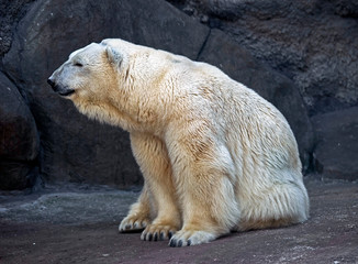 Naklejka na ściany i meble Polar bear. Latin name - Talarctos maritimus