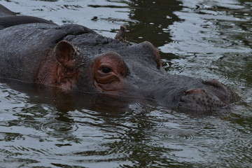 Fototapeta premium 動物園