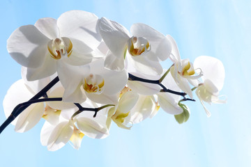 Fototapeta na wymiar White Orchid Phalaenopsis Amabilis Flower Petal